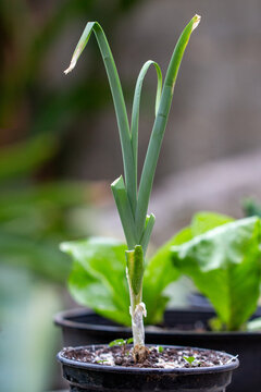 Alho poro. Planta&ccedil;&atilde;o. Tempero