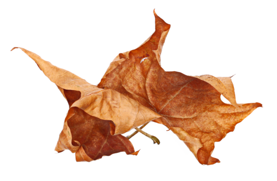 Dry leaf yellow plane tree isolated on white, top view - Powered by Adobe