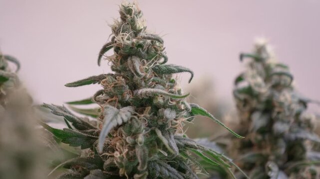 Shot of a cannabis plants growing in a grow tent during flowering stage