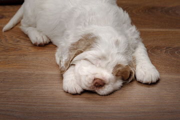 A Clumber Spaniel puppy sleeps peacefully on a wooden floor, its face partially hidden, in a simple...