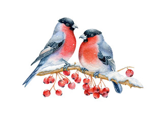 Two bullfinchers sitting on a branch with red berries