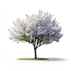 Obraz premium Single cherry blossom tree in full bloom with white flowers, isolated on a clean white background representing spring and renewal.