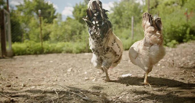 A rooster and chickens strut and peck on a sunny farm, providing an idyllic rural scene.