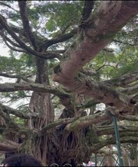 Figueira centenaria de Florianopolis. Simbolo de cartao postal. historica pela sua exuberancia 
