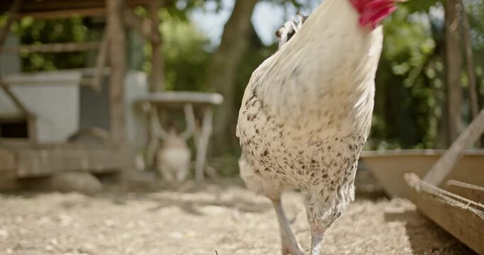 Rooster and hen in a farm setting. Chickens running free in a farmyard.