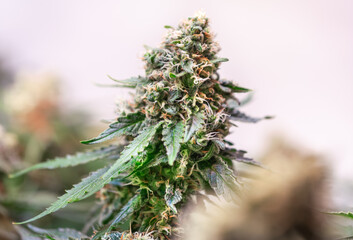 HDR close up shot of a cannabis plant blossom
