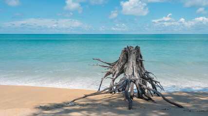 Dry roots wooden pieces on the beach