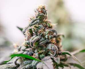 HDR close up shot of a cannabis plant blossom