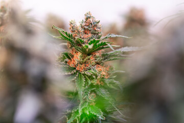 HDR close up shot of a cannabis plant blossom