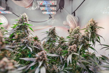 HDR close up shot of a cannabis plant blossom