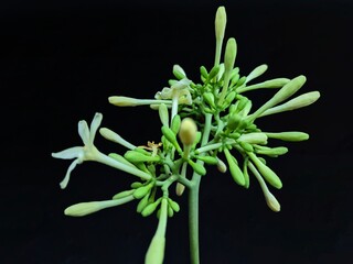 papaya flowers isolated on black