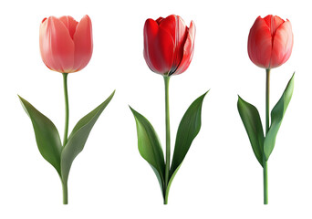 Obraz premium Set of tulips in various shades isolated on transparent background