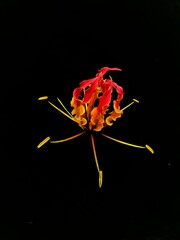 fire flowers isolated on black