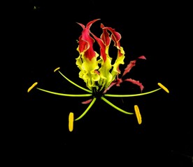 fire flowers isolated on black