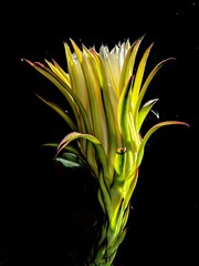 dragon fruit flower isolated on black