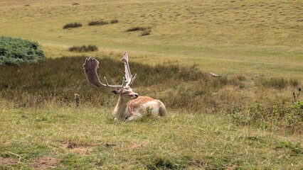 Deer park near Sevenoaks, UK 