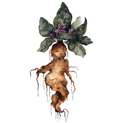 Watercolor hand draw poison floral, graphic mandrake, halloween flowers, isolated on white background