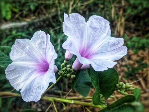 ipomea plant with flower