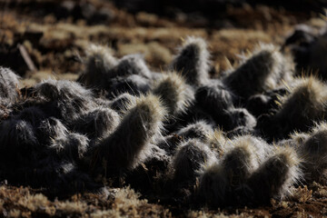 Detailed close-up image of multiple fuzzy cacti basking in natural sunlight, highlighting the interesting textures and resilience of these desert plants in their natural habitat.