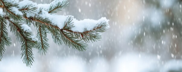 Snow-covered pine branch with falling snow