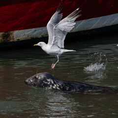 Seagull and Seal