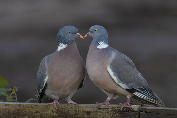 two pigeons making heart shape