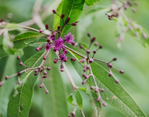Buds on a Vernonia baldwinii plant