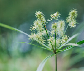 Indiana native cyperus esculentus