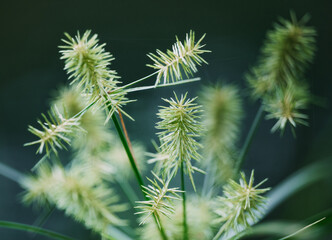 Close up of Indiana native plant 