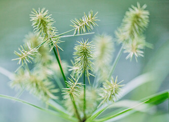 Yellow nutsedge (Cyperus esculentus) in bloom.