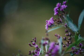 Beautiful purple wildflower 