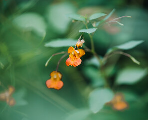 orange flower