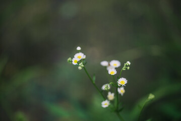 daisies in the garden