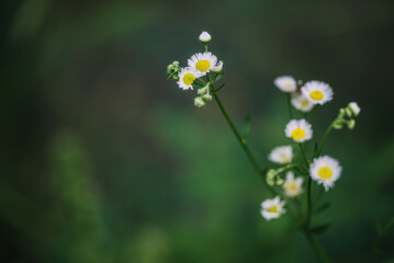 daisy flower