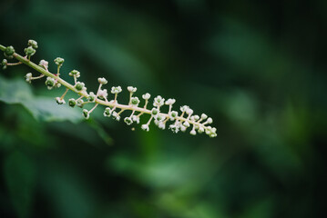 Indiana native pokeweed plant