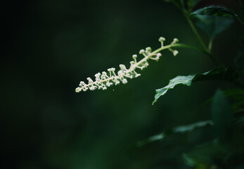 Close up of inkberry plant