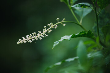 Close up of pokeweed plant