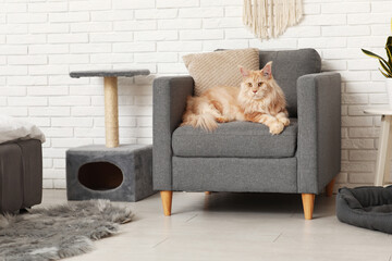 Maine Coon cat lying on armchair at home