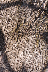 tree bark texture linear patterns in natural wood grey color