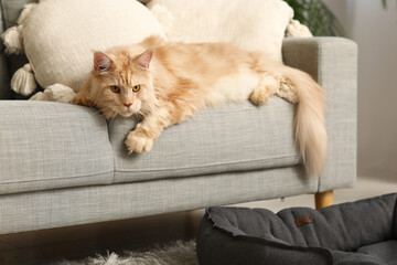 Maine Coon cat lying on grey sofa in living room