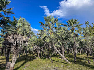 Obraz premium The carnaúba, also known as carnaubeira and carnaíba, is a palm tree from the Arecaceae family that occurs in the Northeast Region of Brazil.