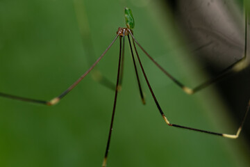 Daddy long legs spider, macro shot, close up