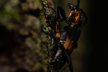 Black and orange beetles mating