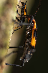 Black and orange beetles mating