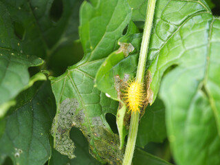 Squash lady beetle larvae on bitter gourd leaves. Insecticide product concept.