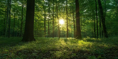 Obraz premium Sun shinning through the thick forest in summer. 