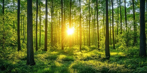 Sun shinning through the thick forest in summer.
