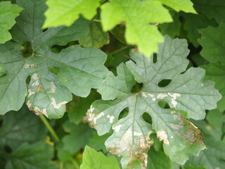 Leaf damage symptom on bitter gourd leaves caused by leaf miner Liriomyza attack. Insecticide product concept. Closeup photo, blurred.