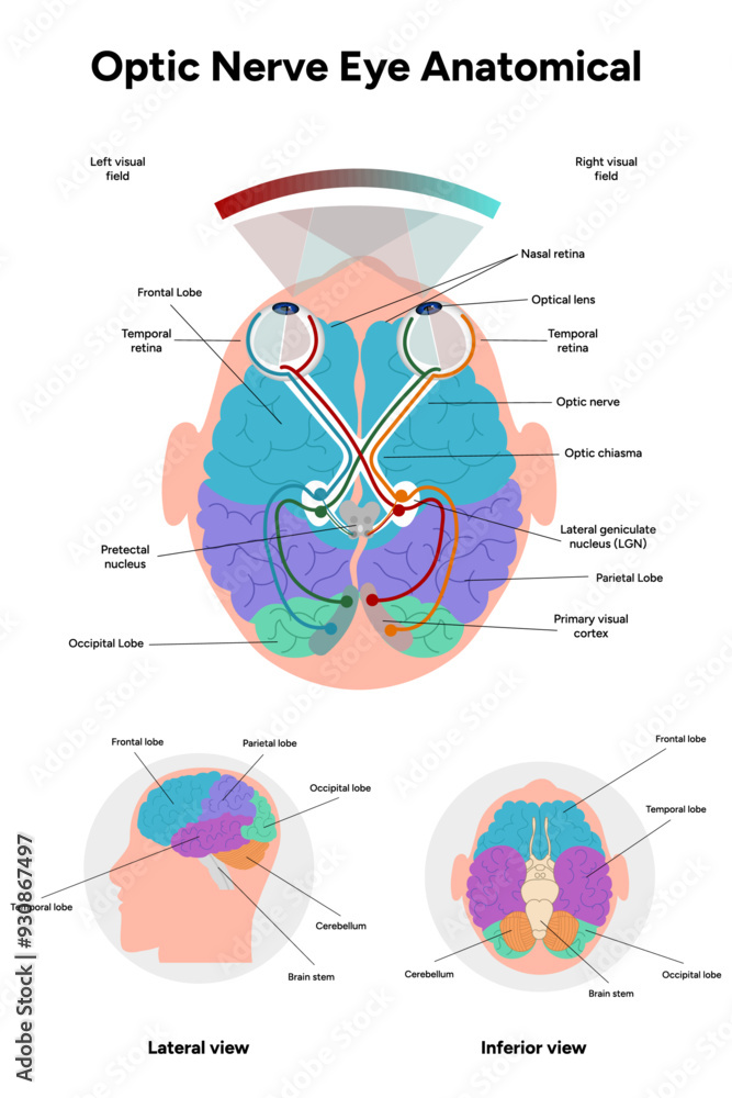 Canvas Prints Optic nerve eye anatomical. Medical information and infographic