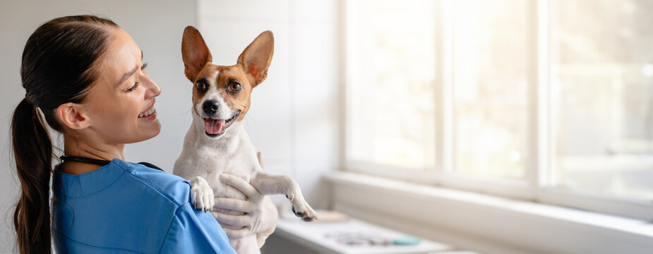 Smiling veterinarian in blue scrubs holds a joyful Jack Russell Terrier, ensuring the pet's comfort during a routine checkup in a sunny clinic room
